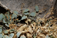Penstemon petiolatus