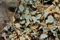 Penstemon petiolatus