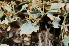 Penstemon petiolatus