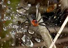 Aglaoctenus castaneus