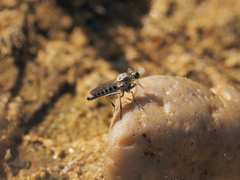 Stichopogon elegantulus