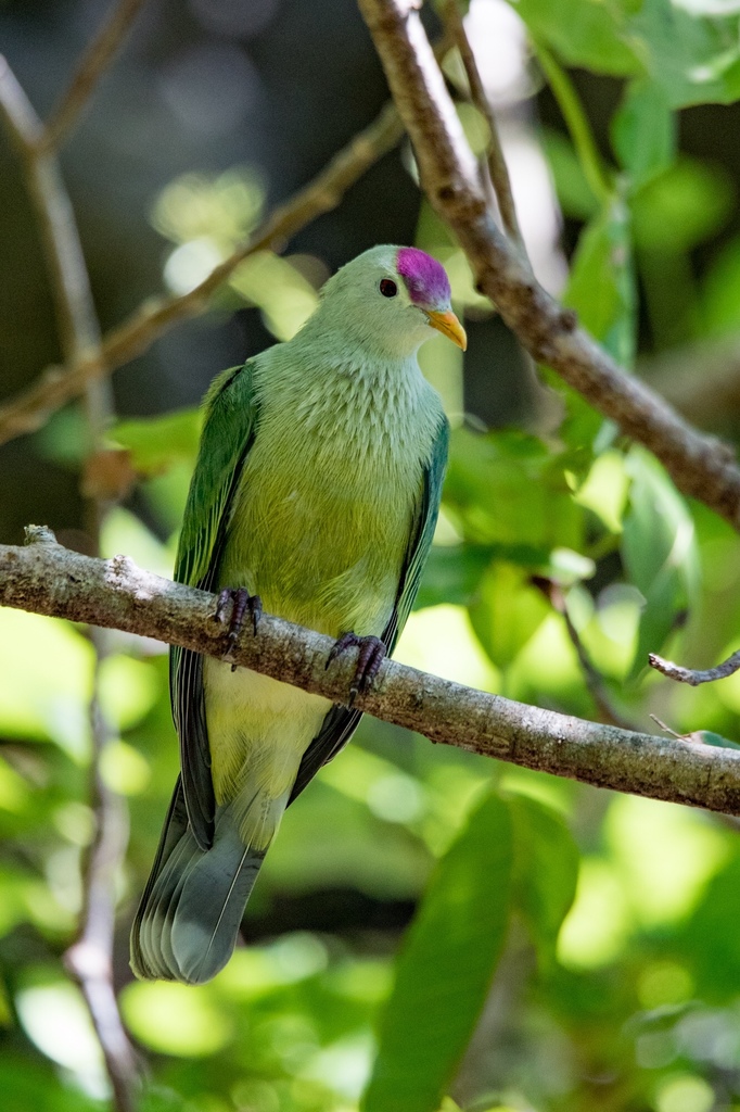 Makatea Fruit-Dove