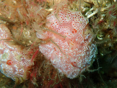 Aplidium elegans