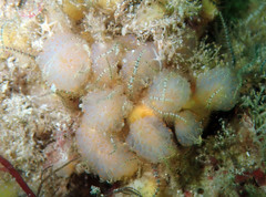 Aplidium punctum
