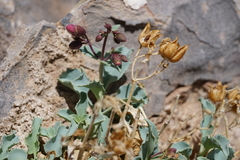 Penstemon petiolatus