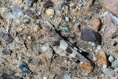 Oedipoda charpentieri