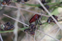 Graphosoma italicum italicum