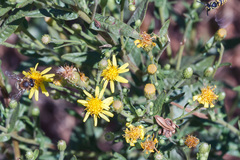 Apis mellifera iberiensis