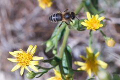Apis mellifera iberiensis