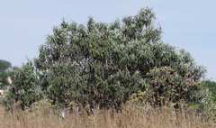 Buddleja salviifolia