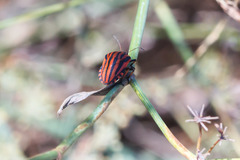 Graphosoma italicum italicum