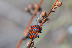 Graphosoma italicum italicum