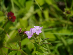 Epilobium royleanum