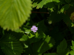 Epilobium royleanum