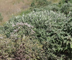 Buddleja salviifolia