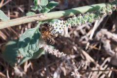 Apis mellifera iberiensis