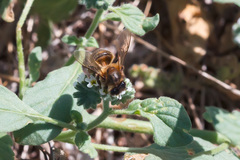 Apis mellifera iberiensis