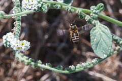 Apis mellifera iberiensis