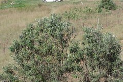 Buddleja salviifolia