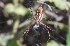 Argiope trifasciata