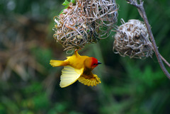 Ploceus bojeri