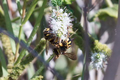 Anthidium florentinum