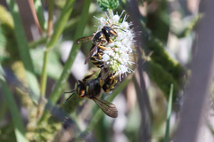 Anthidium florentinum