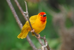 Ploceus bojeri