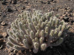 Euphorbia handiensis