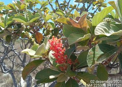 Byrsonima verbascifolia