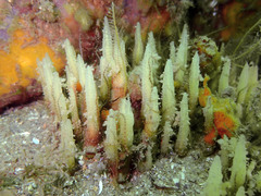 Ciocalypta penicillus