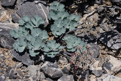 Cymopterus gilmanii