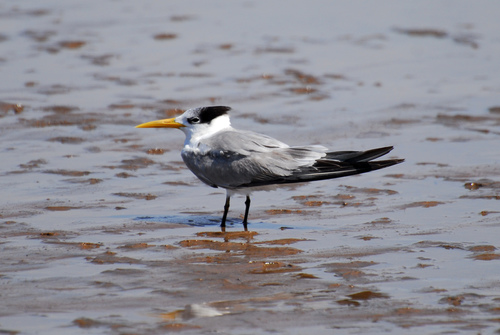 Charrán bengalí (Thalasseus bengalensis)