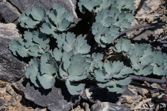 Cymopterus gilmanii
