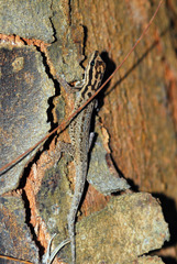 Lygodactylus mombasicus