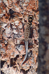 Lygodactylus mombasicus