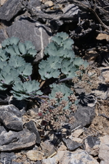 Cymopterus gilmanii
