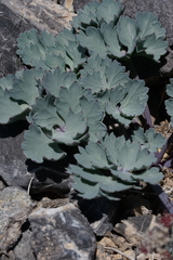 Cymopterus gilmanii