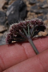 Cymopterus gilmanii