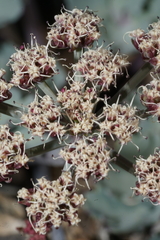 Cymopterus gilmanii