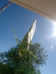 Stilpnochlora azteca