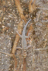Lygodactylus mombasicus