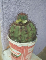 Melocactus zehntneri