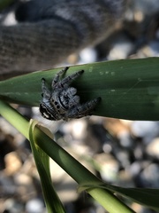 Phidippus maddisoni