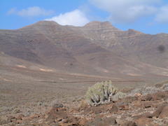 Euphorbia handiensis
