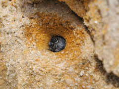 Cicindela campestris