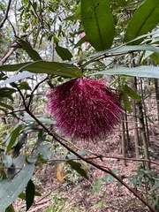 Syzygium wilsonii