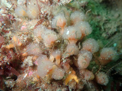 Morchellium argus