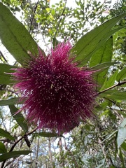 Syzygium wilsonii