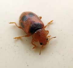 Coccidula scutellata